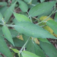 Tragia involucrata L.